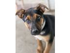 Adopt Paris a Australian Shepherd, Terrier