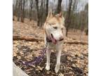 Adopt Cash (FL) a Husky