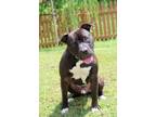 Adopt Josh a Pit Bull Terrier, American Staffordshire Terrier