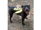 Adopt Scooter #72 a Labrador Retriever