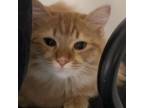 Adopt Laymoon Kuwait - no longer available a Maine Coon
