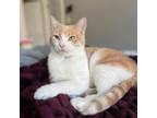 Adopt Sterling a American Shorthair
