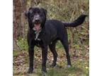 Adopt Sam a Labrador Retriever, Mixed Breed