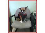 Adopt ADORABLE SMALL DOGS!!! a Jack Russell Terrier