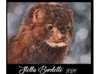 ACEO Original North American Mink OOAK - Stella Burdette