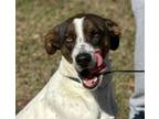Adopt Sage Girl LOWER FEE! a Pointer
