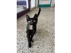 Adopt Streak a Domestic Short Hair