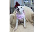 Adopt Sakura a Pit Bull Terrier, Hound