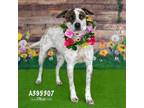 Adopt CAMILLA a Catahoula Leopard Dog, Mixed Breed