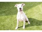 Adopt LIONEL a Dogo Argentino