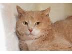 Adopt Bob Tail a Domestic Short Hair