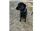 Adopt Barney a Black Labrador Retriever, Black Mouth Cur