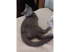 Adopt Georgie a Domestic Long Hair