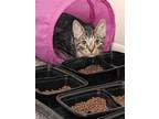 Adopt Dior a Tabby