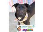 Adopt Chandra a Labrador Retriever, Australian Cattle Dog / Blue Heeler