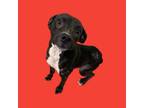 Adopt Cindy a Boxer