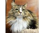 Adopt Miss Cinnamon a Tabby, Domestic Long Hair