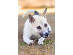 Adopt Betty Lou a Australian Cattle Dog / Blue Heeler, Shepherd