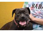Adopt Lovesong a Labrador Retriever