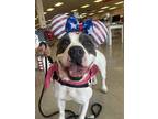 Adopt Adele a Pit Bull Terrier