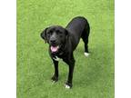 Adopt Korra a Black Labrador Retriever