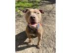 Adopt Sugar Crush a Pit Bull Terrier