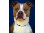 Adopt Daniel a Pit Bull Terrier