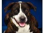 Adopt Milky Way a Pit Bull Terrier, Mixed Breed