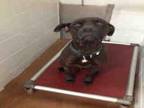 Adopt Chipper a Pit Bull Terrier