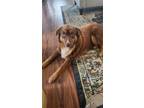 Adopt Chase a Australian Shepherd