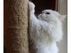 Adopt Alex a Persian