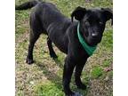 Adopt Louie a Labrador Retriever, Terrier