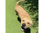 Adopt Zippy a Chow Chow