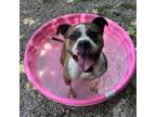Adopt Libby a Boxer