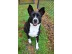 Adopt Claire - Updated profile! a Border Collie