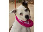 Adopt Roxana a Boxer, Mixed Breed