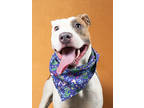 Adopt Lena a Parson Russell Terrier, Mixed Breed