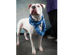 Adopt Rosebud a Dogo Argentino, Mixed Breed