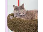 Adopt Rizzo a Domestic Short Hair