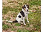 Adopt Ava a Hound