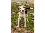 Adopt Emma a Hound