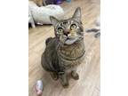 Adopt Sketch a Domestic Short Hair