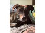 Adopt Jane Challis a Catahoula Leopard Dog, Terrier