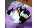 Adopt Caligirl a Domestic Short Hair