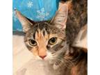 Adopt Demi a Domestic Short Hair