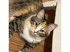 Adopt Rumor a Domestic Medium Hair