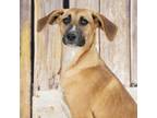 Adopt Carmella a Beagle, Foxhound