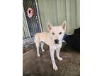 Adopt Roca a Husky, Shepherd