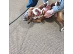 Adopt MPS-Stray-mp107 a Pit Bull Terrier, Mixed Breed