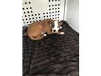Adopt CARL a Boxer, Mixed Breed